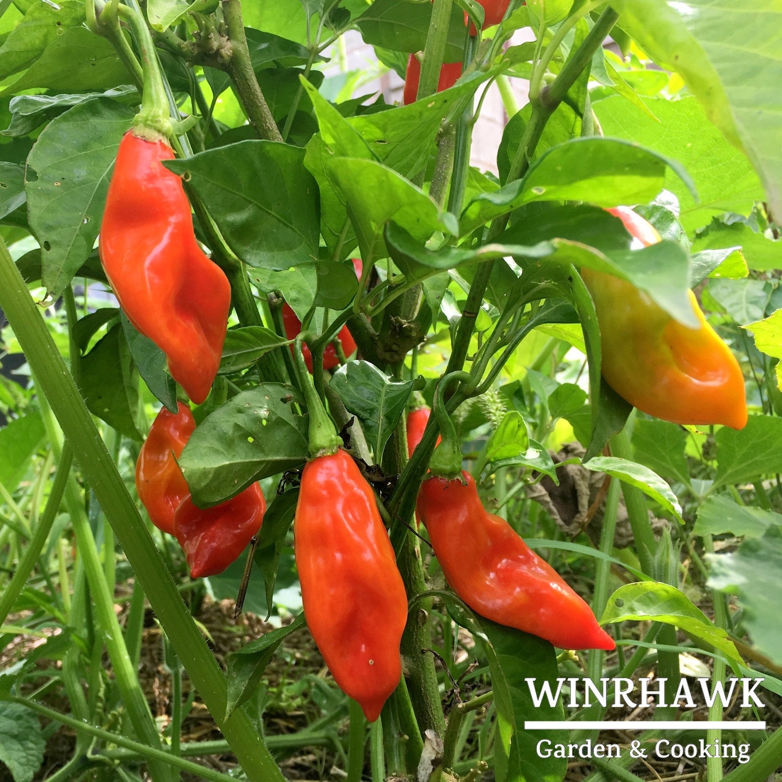 Vegetarian Pepper Seeds 10 Seeds Capsicum Chinense Sweet Etsy UK