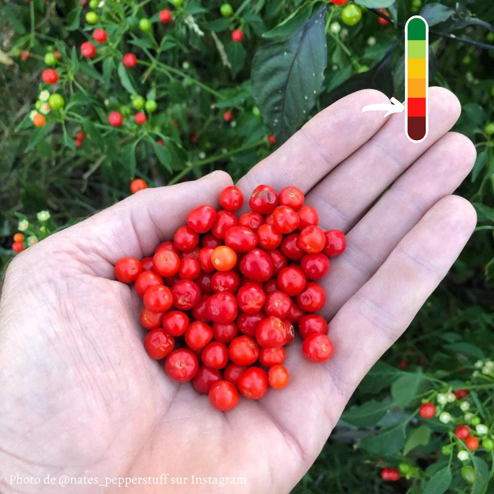 Piment Chiltepin Jeune Plant