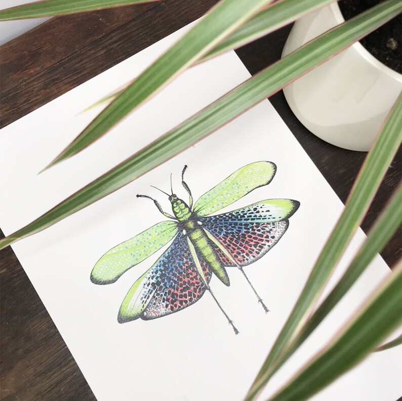 The Locust