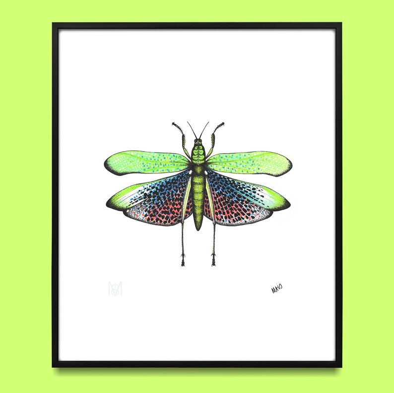 The Locust