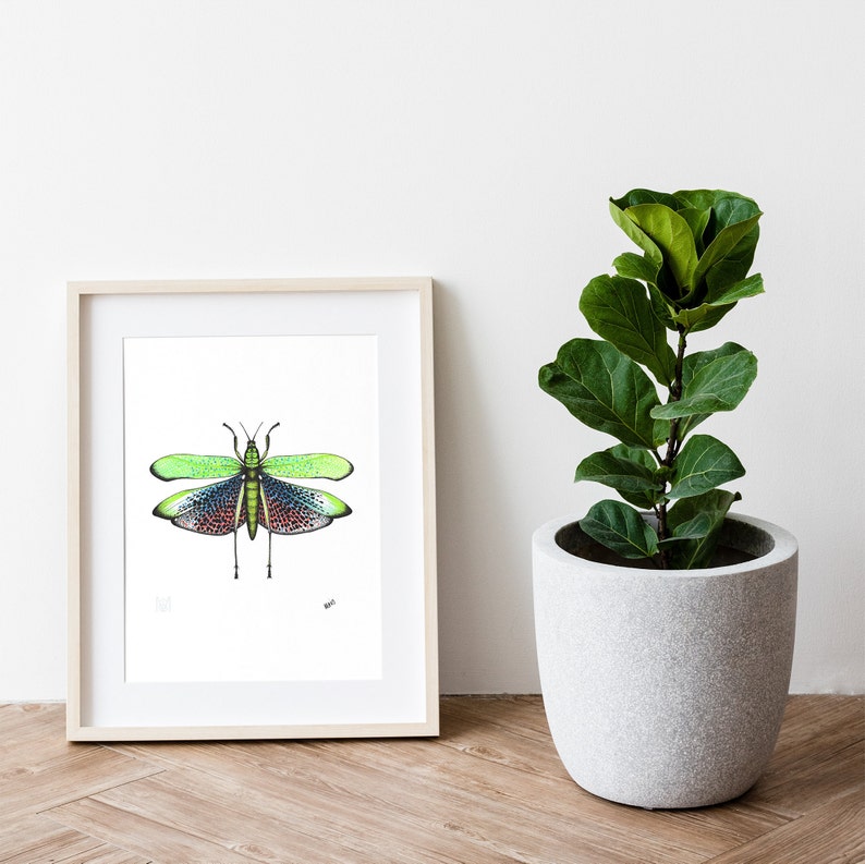 The Locust