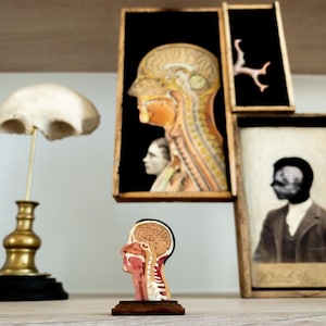 Box Art Anatomical Mixed Media Shadowbox Assemblage 3D Constructive Art