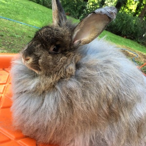 Angora Fiber (French)