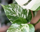 Premium Mystery Houseplant Cuttings Box
