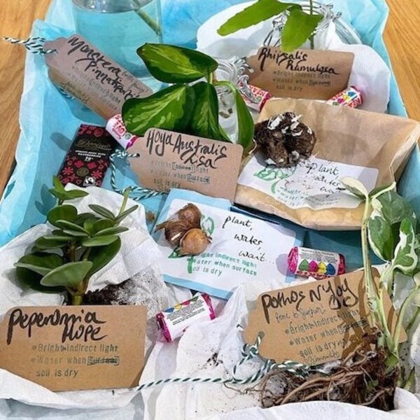 Spring Special Box - Mystery Houseplant Cuttings Bundle Box