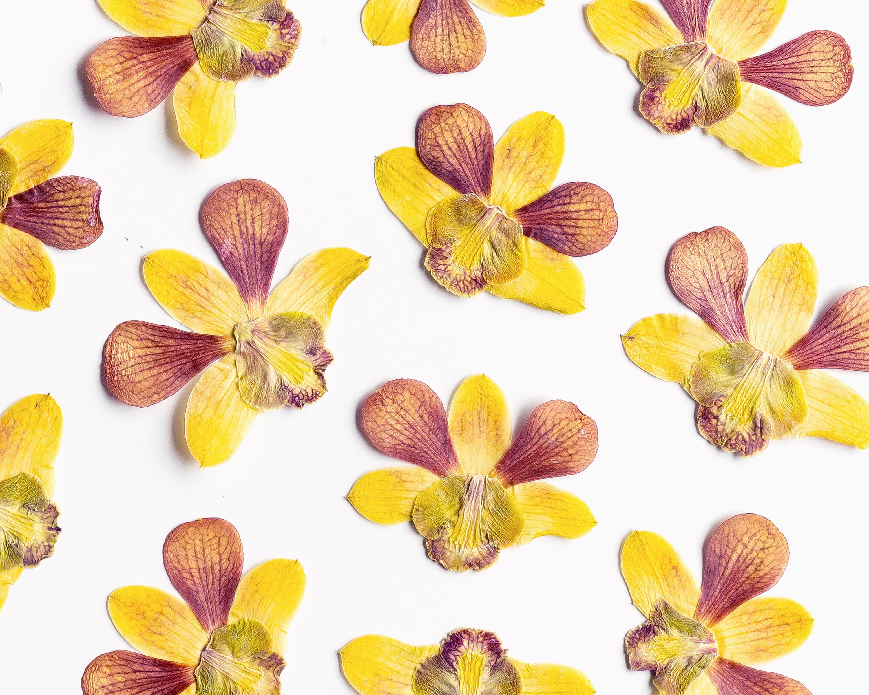 Dried Pressed Orchids Pressed Flowers for Glass Frame Art Etsy