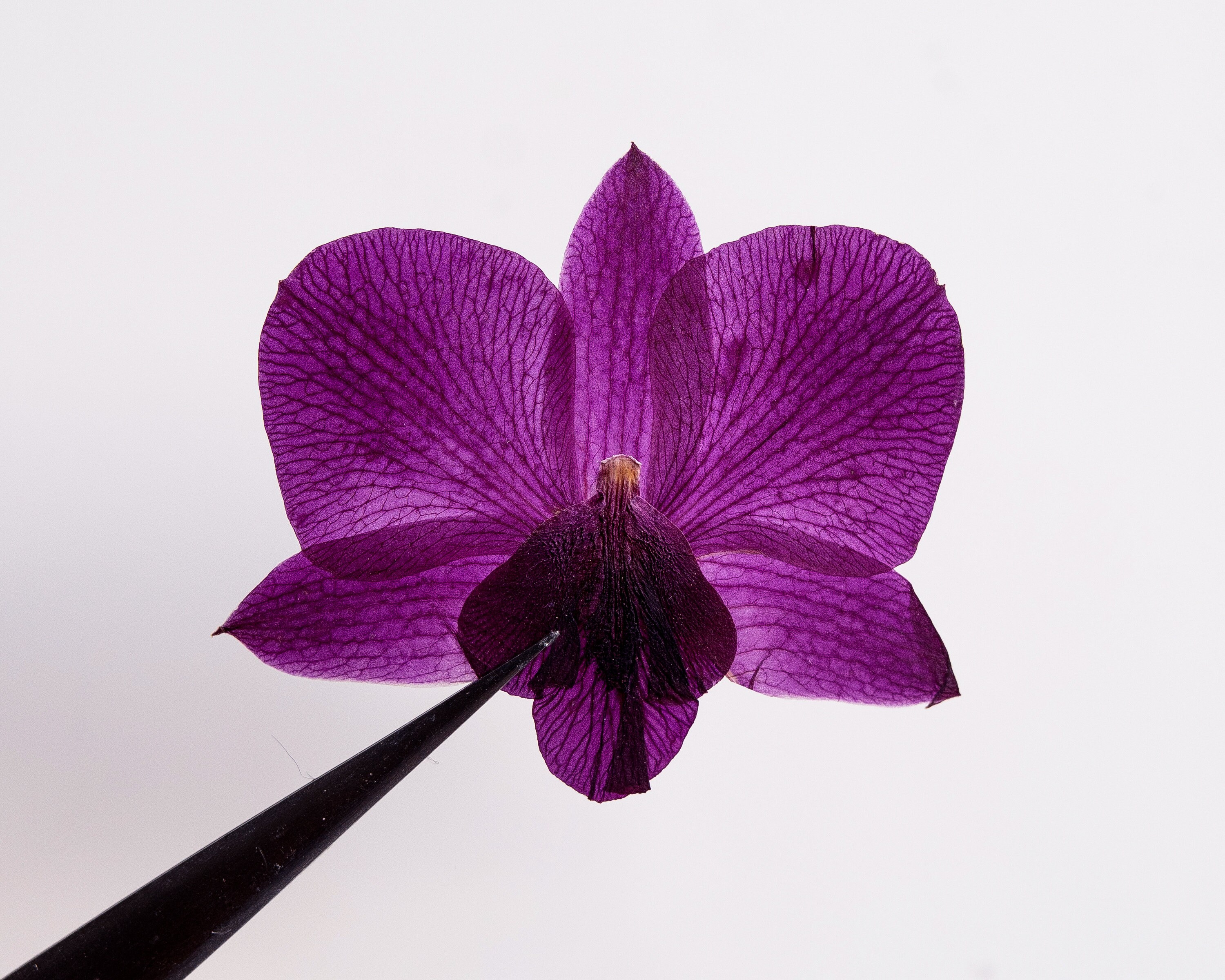 Pressed Orchid Bundle Pack Genuine Dried Flowers for DIY Etsy