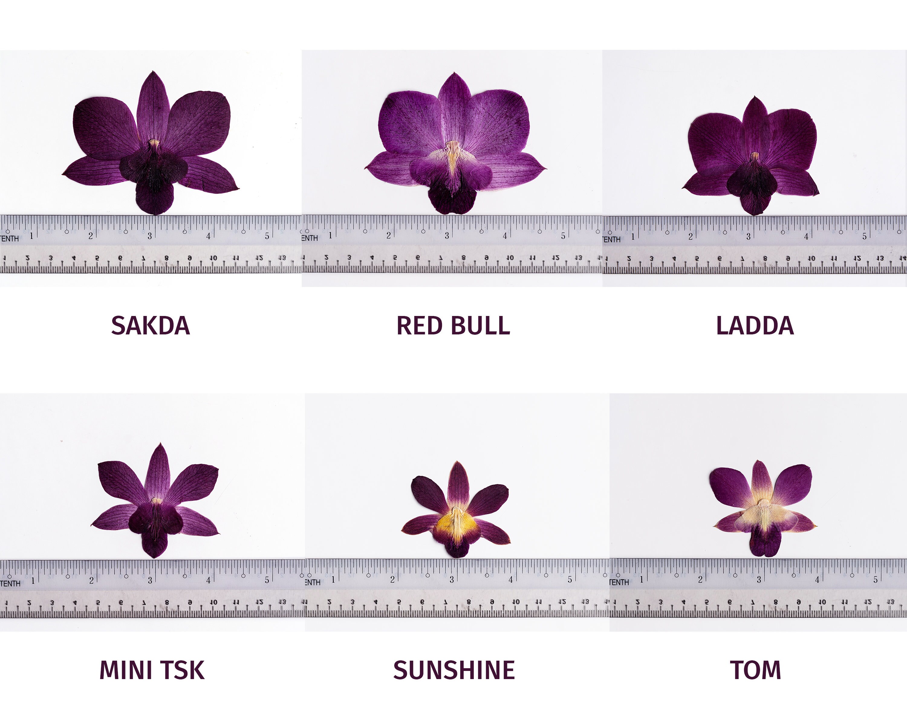 Real Pressed Flowers Bundle Pack Deal Genuine Orchids for Etsy