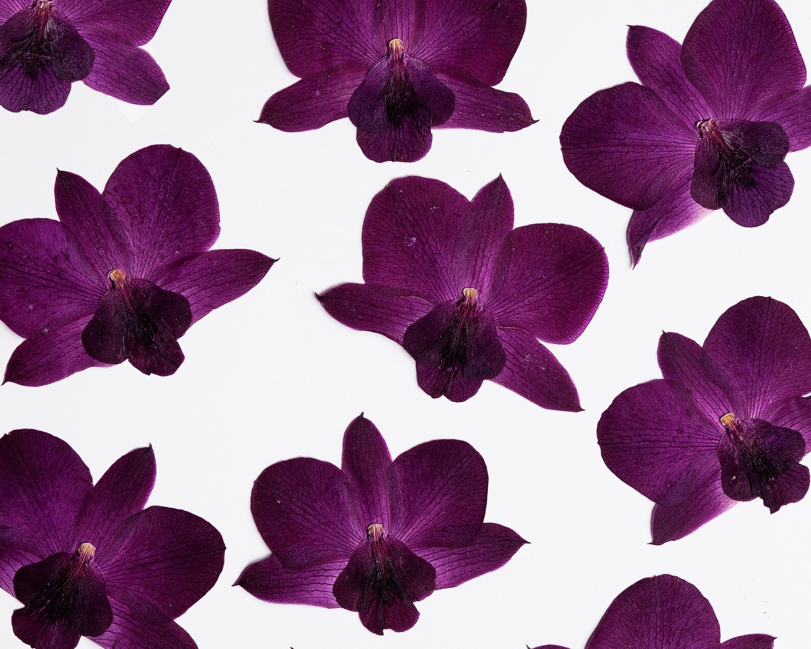 Pressed Orchid Bundle Pack Genuine Dried Flowers for DIY Etsy