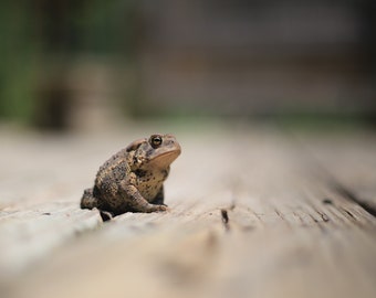 Frog Protrait Frog Portrait 2 - Etsy
