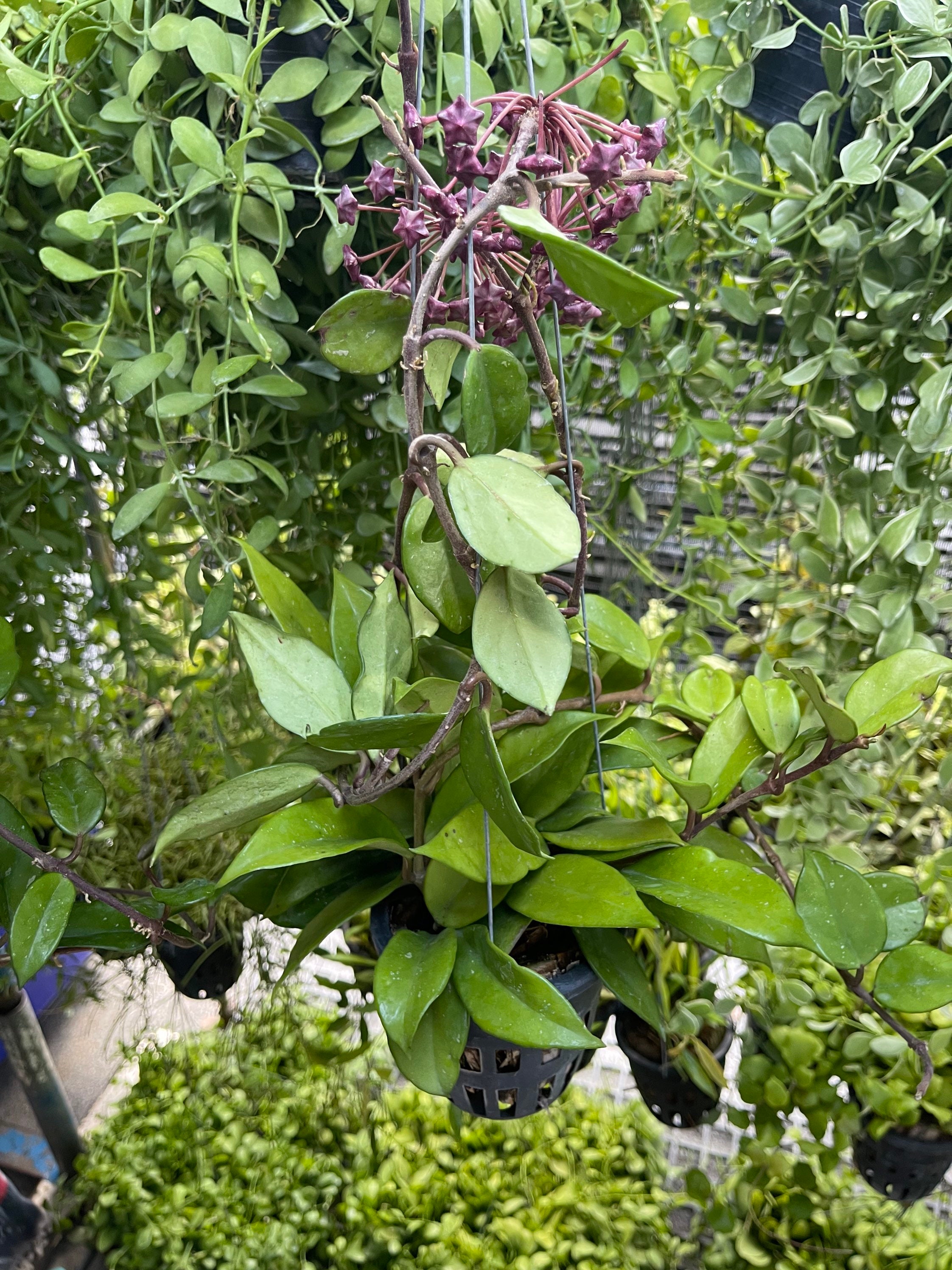 5 X Rare Hoya Pubicalyx black Dragon/ Big Size /US Free Etsy