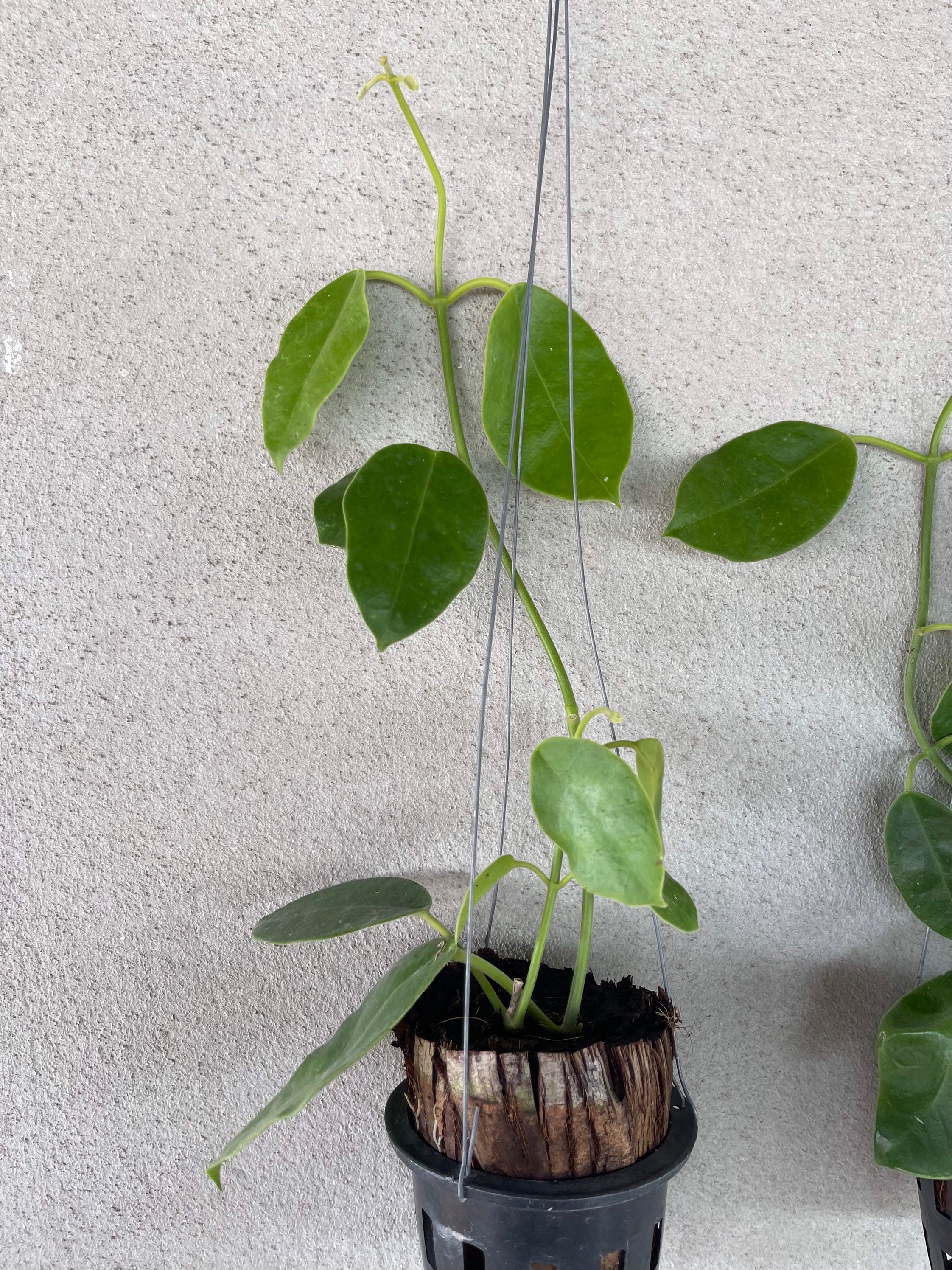 5x Rare Hoya Gigas / real size / US Free Phytosanitary | Etsy