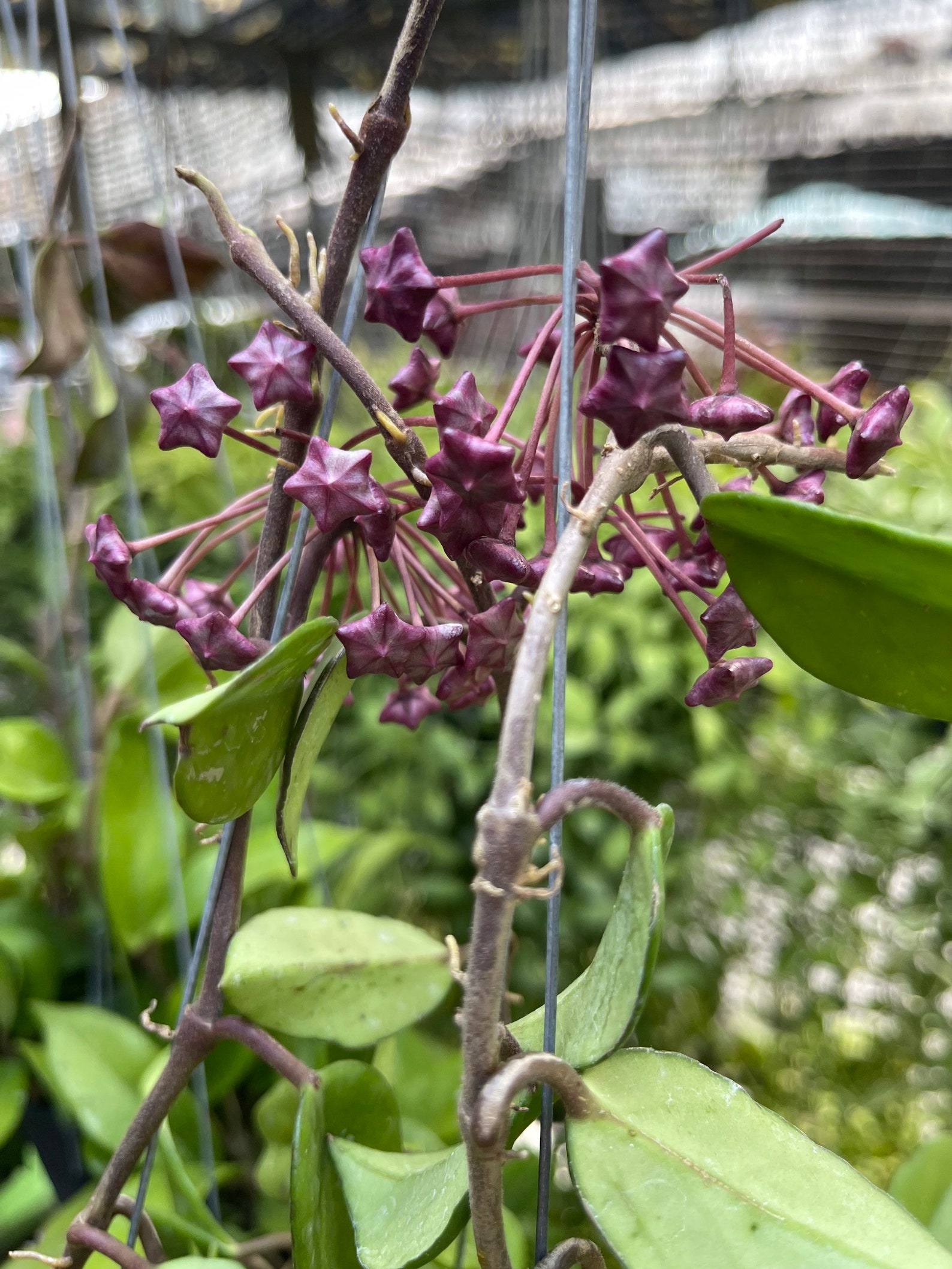 5 X Rare Hoya Pubicalyx black Dragon/ Big Size /US Free Etsy