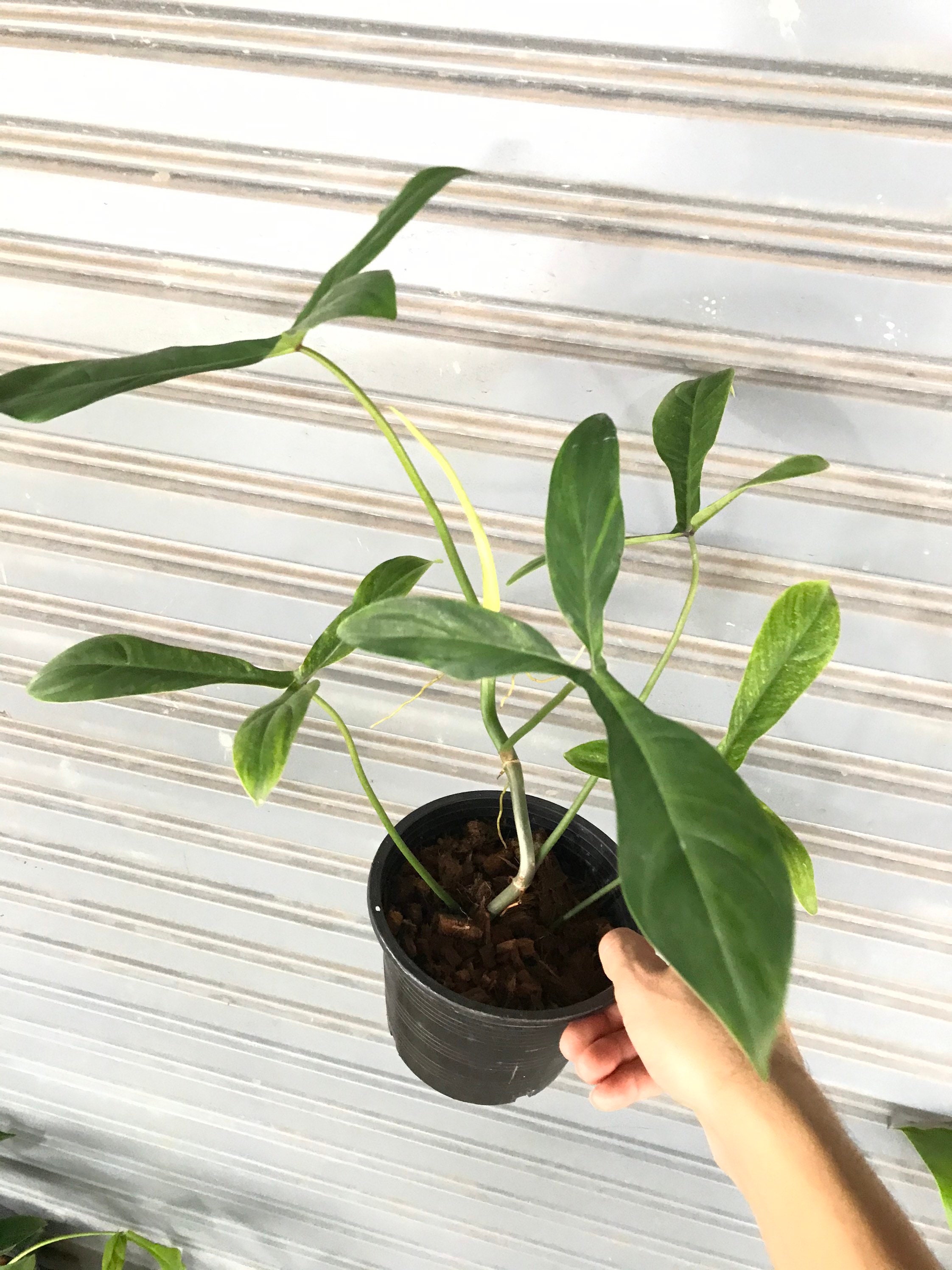 Philodendron 69686 | Rare Live Plant 4" Pot | Stock# LPHPHI70