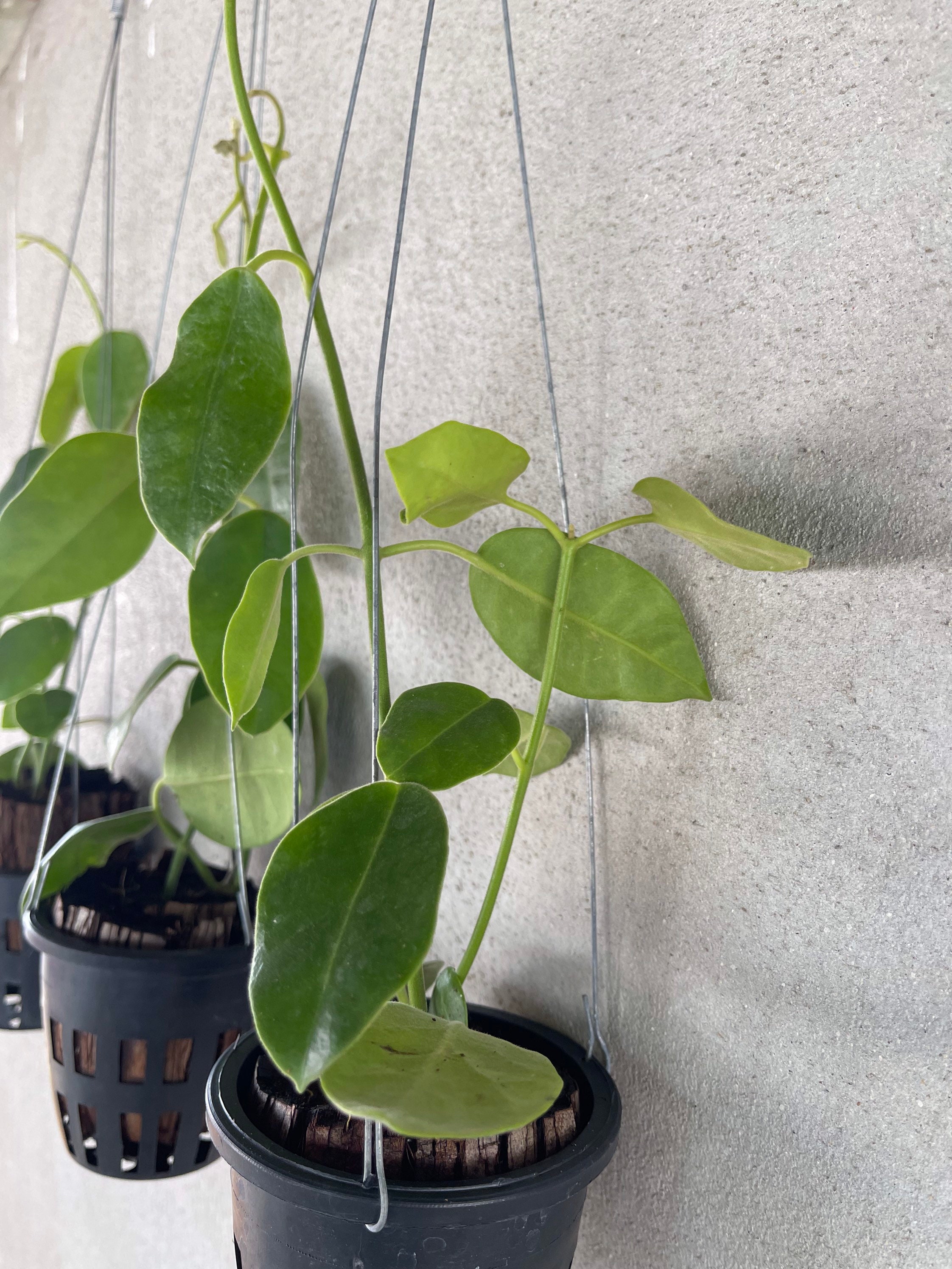 5x Rare Hoya Gigas / real size / US Free Phytosanitary | Etsy