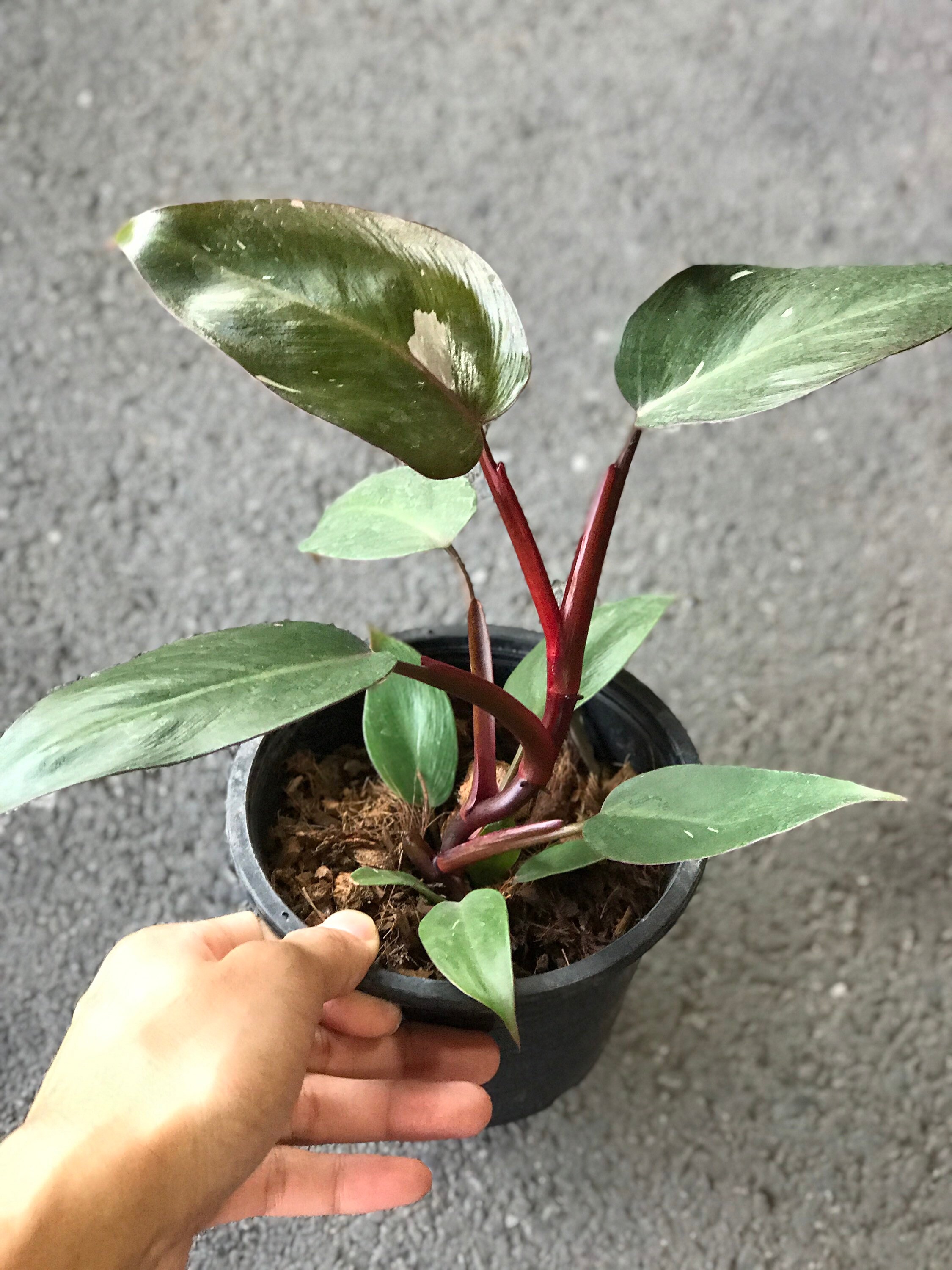 5 x Philodendron Pink Princess Tissue culture/ less Etsy