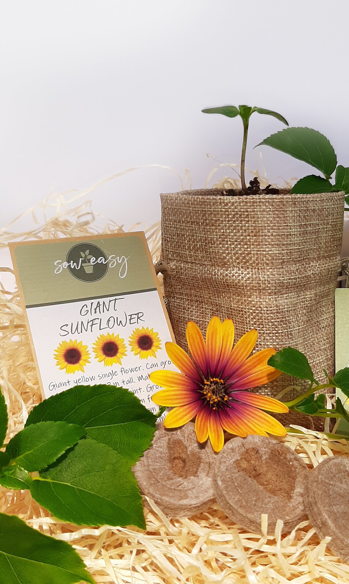 Grow Your Own Sunflowers Gift Set Complete Kit with Growing Etsy