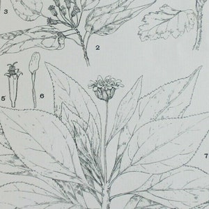 Plant Life of the Galapagos Islands 1902 Illustrated Rare Antique Edwardian Old Book of Botany, Plants, Plant & Flower Anatomy (Harvard)