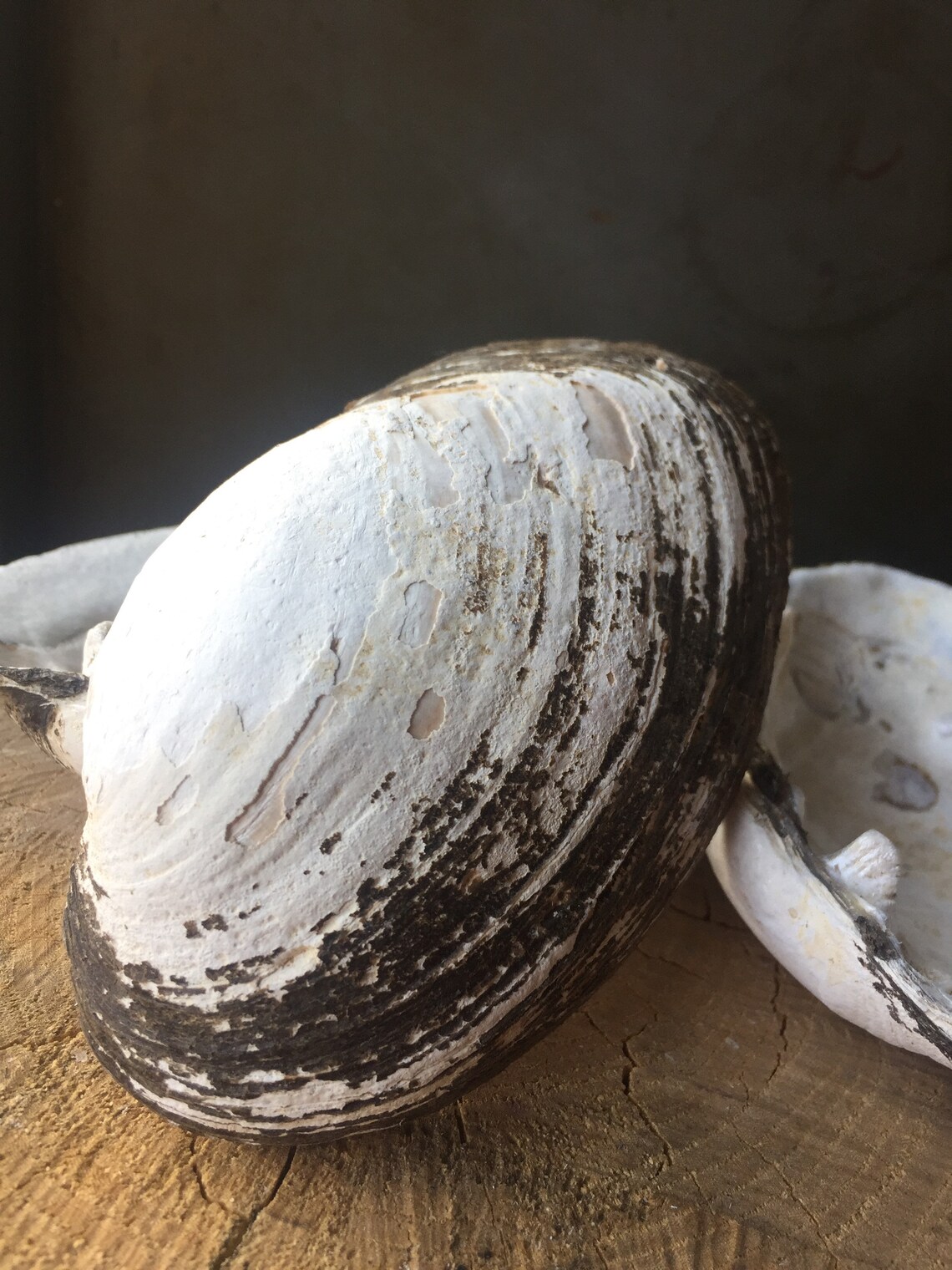 Missouri Shell Fresh Water Shell Mussel Shell Abalone Etsy