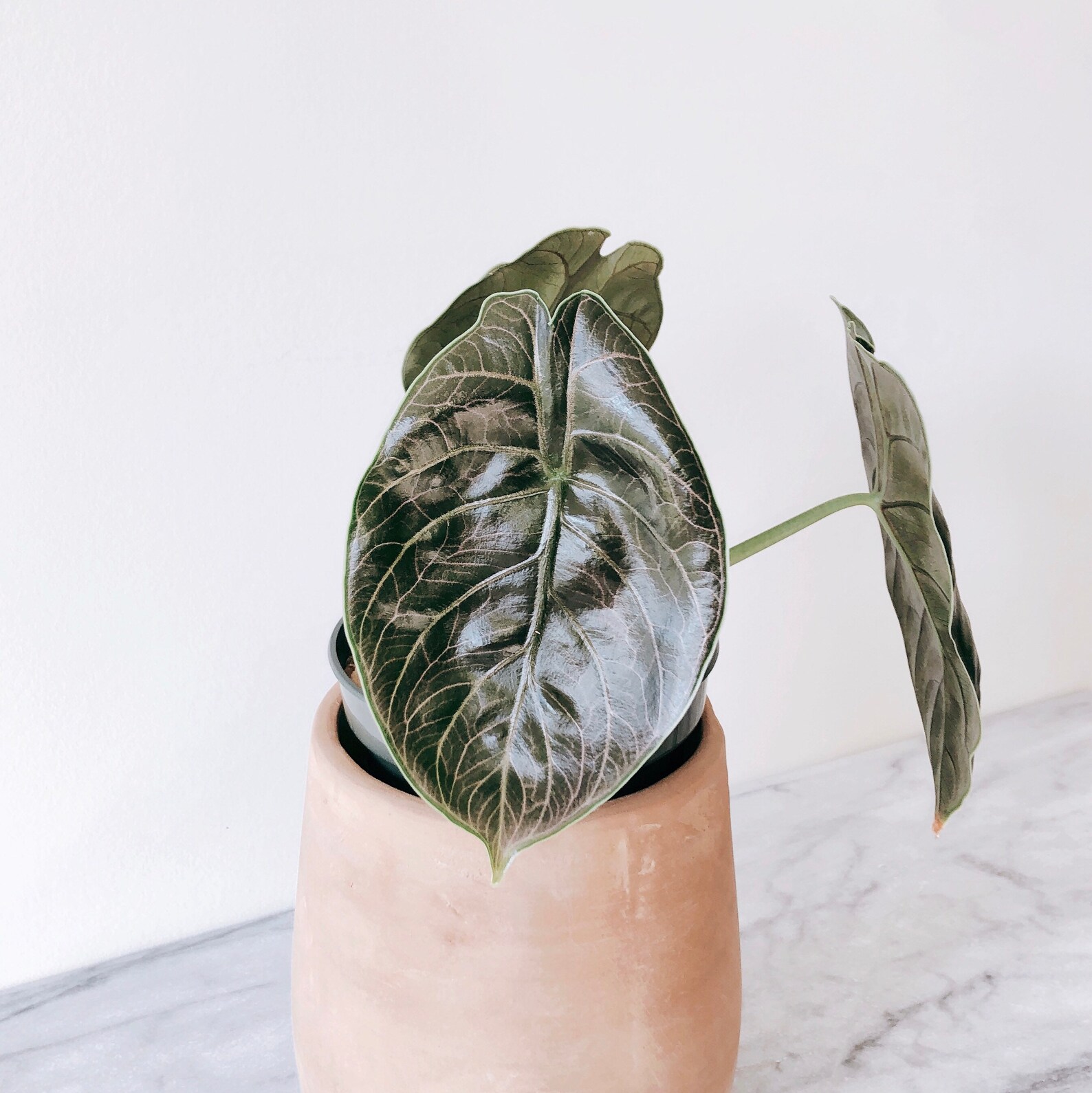 VERY RARE Alocasia Azlanii 3leaf Etsy