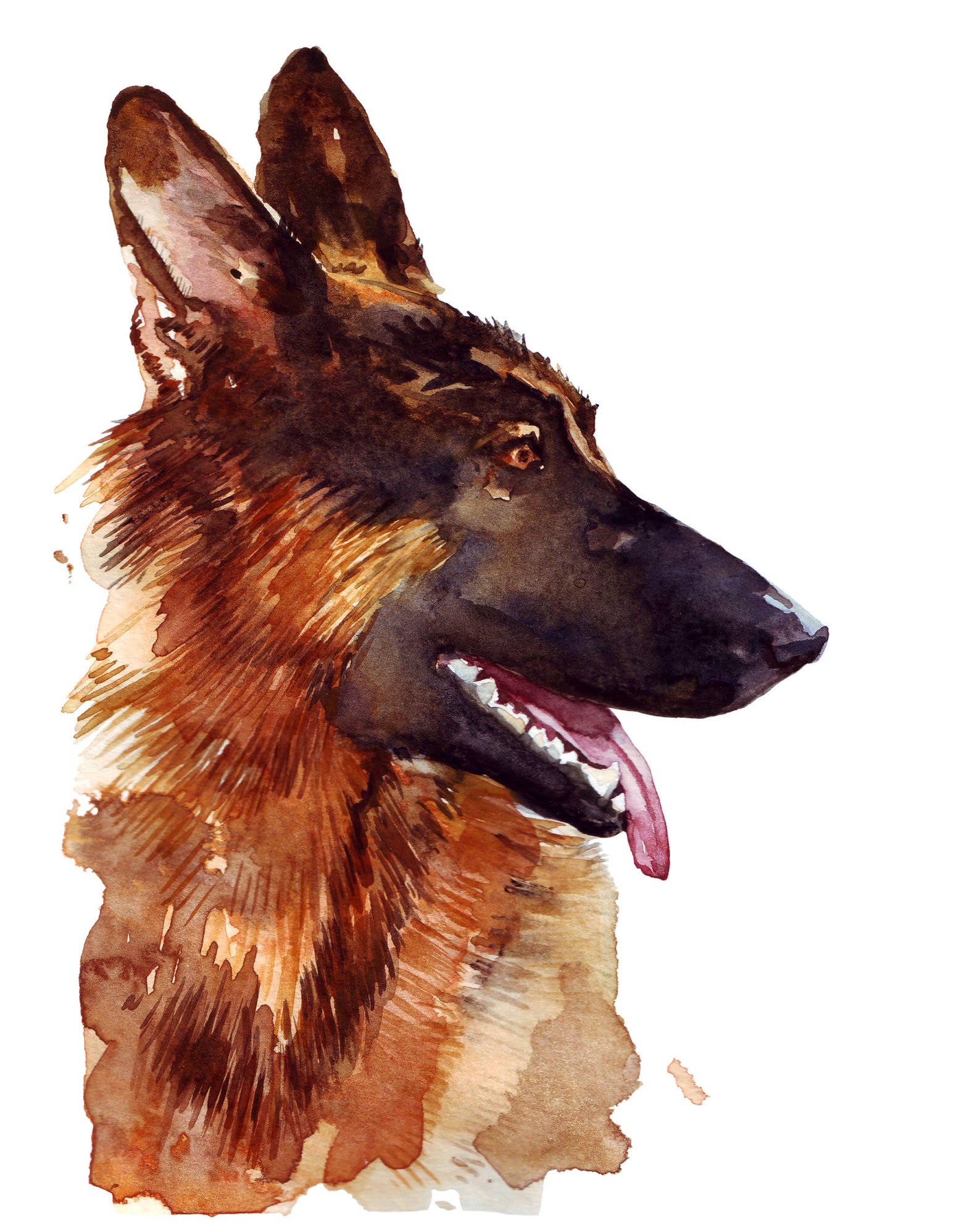 German shepherd. Watercolor painting illustration portrait of Etsy