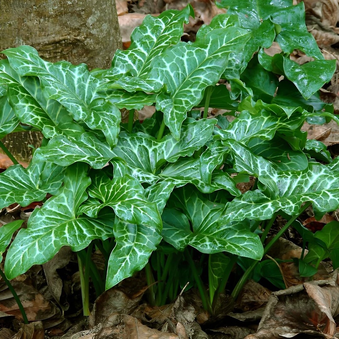 Votaniki Winter Caladium Bulbs Versatile & Perennial Arum Italicum
