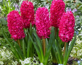 Votaniki Hyacinth Orientalis Jan Bos - Perennial Hyacinth Bulbs for Planting | Fragrant Blooms, Hardy and Long Lasting - Easy to Grow