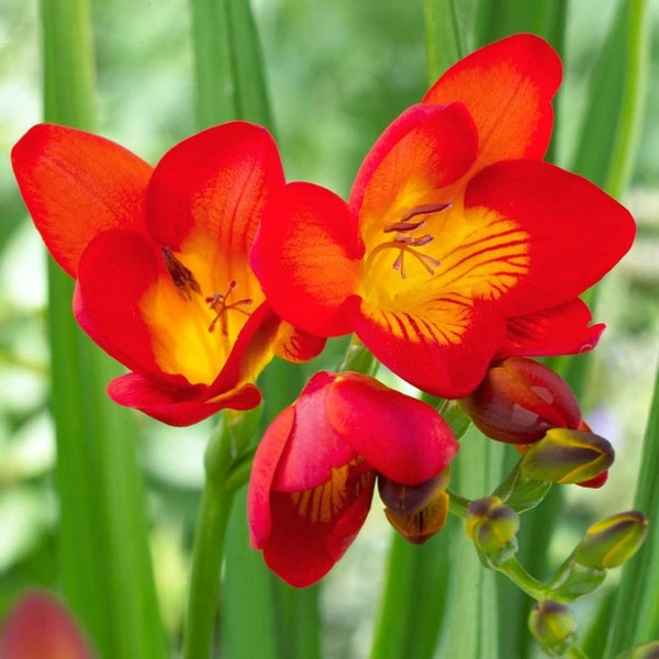 Votaniki Single Red Freesia Bulbs - Fragrant, Long Lasting Blooms - Fast Growing, Perennial Freesia Flowering Bulbs for Planting - Perfect