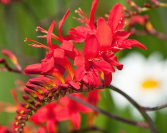 Votaniki Spectacular Lucifer Crocosmia Lily Bulbs - Perennial Sword Lily, Long Lasting Beauty | Easy to Grow Lily Bulbs for Planting