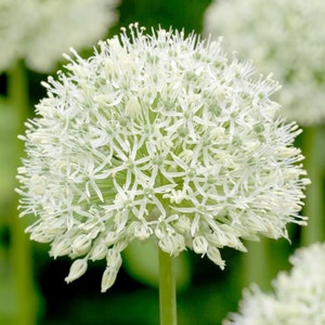 Votaniki Mount Everest Allium Bulbs - Perennial Allium (Ornamental Onion) | Attracts Pollinators, Long Lasting Beauty, Versatile Allium - Ea