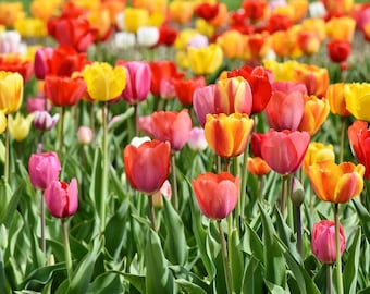 Pre-Chilled Perennial Tulip Tequila Mix | Reds Pinks Yellows Large Flowering Fall Bulbs 12+cm for Planting Multiple Colors