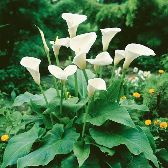 six peeled tiger lily seeds Breck's Tiger Lily Tigrinum Splendens Bulbs (5-Pack)