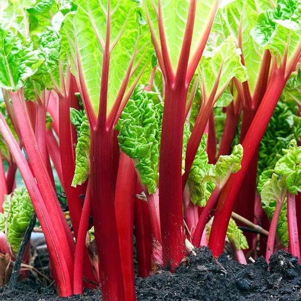 Rhubarb Seeds - Victoria
