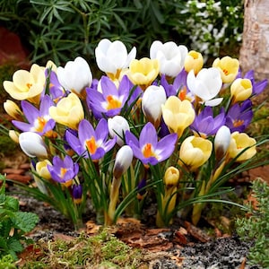 May include: A cluster of blooming crocuses in a garden setting. The flowers display a vibrant mix of colors, including purple, yellow, and white, with orange centers. Green foliage and brown mulch surround the flowers.