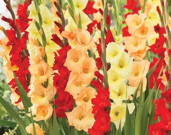 Votaniki Tropical Sunrise Gladiolus Mix Bulbs - Perennial Tropical Berry Gladiolus Bulbs for Planting | Multi-Colored Gladiolus, Large Bloom