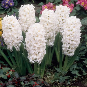May include: A cluster of white hyacinth flowers in full bloom. The flowers are densely packed, with a soft, textured appearance. The green leaves provide a contrasting backdrop. The image showcases a vibrant display of spring blooms, perfect for floral arrangements or garden decor.