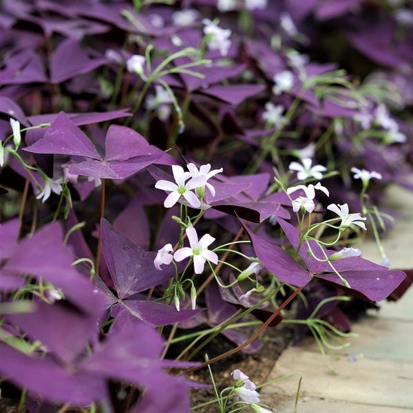 Votaniki Oxalis Triangularis 'Purple Shamrocks' - Perennial Oxalis Triangularis Bulbs for Planting | Dark Purple Foliage and Light Pink Flow