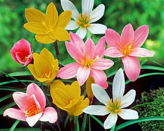 Votaniki Rain Lily Mix Bulbs - Zephranthes Mix, Perennial Lily | Vibrant Blooms for Low Maintenance Gardens | Long-Lasting Blooms - Lily Flo