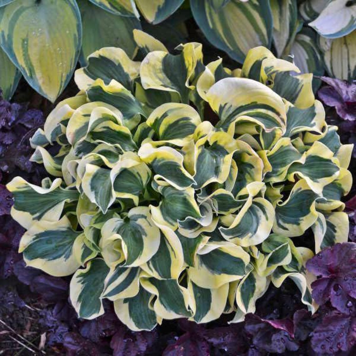 Mini Mix Hosta Votaniki Hosta Mini Mix 2 Inch Plants - Perennials, Mix Hosta Plants ...