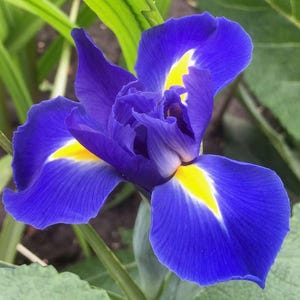 May include: A close-up of a vibrant blue iris flower with yellow accents. The petals are a deep blue with yellow markings near the center. The flower is surrounded by green leaves, creating a natural and colorful composition.