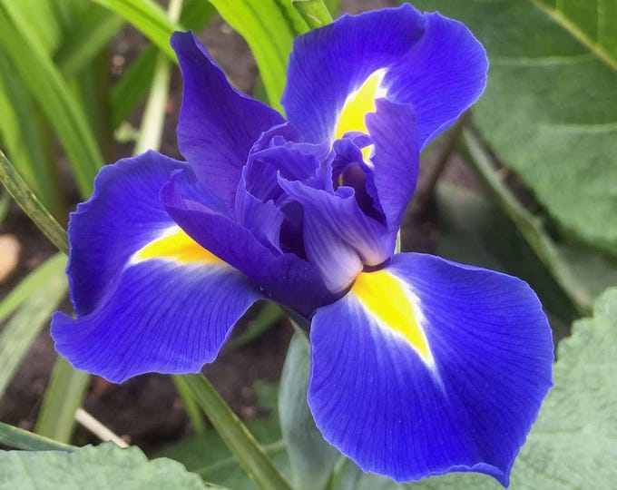 Iris Reticulata 'alida' Bulbs: Dwarf Blue Spring Flowers - Etsy
