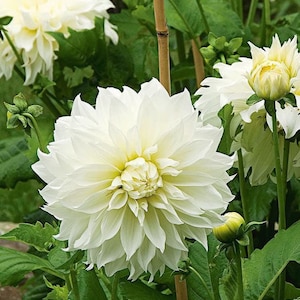 Votaniki White Dinner Plate Dahlia Flower Bulbs for Planting Easy to ...