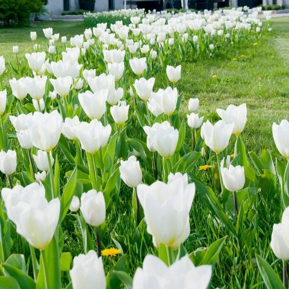 White Emperor Tulip Bulbs Top Size 12 Large Tulipa Bulbs Etsy