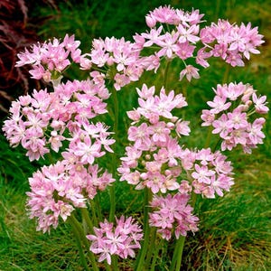 May include: A cluster of pink flowers with delicate petals, blooming in a lush green garden.