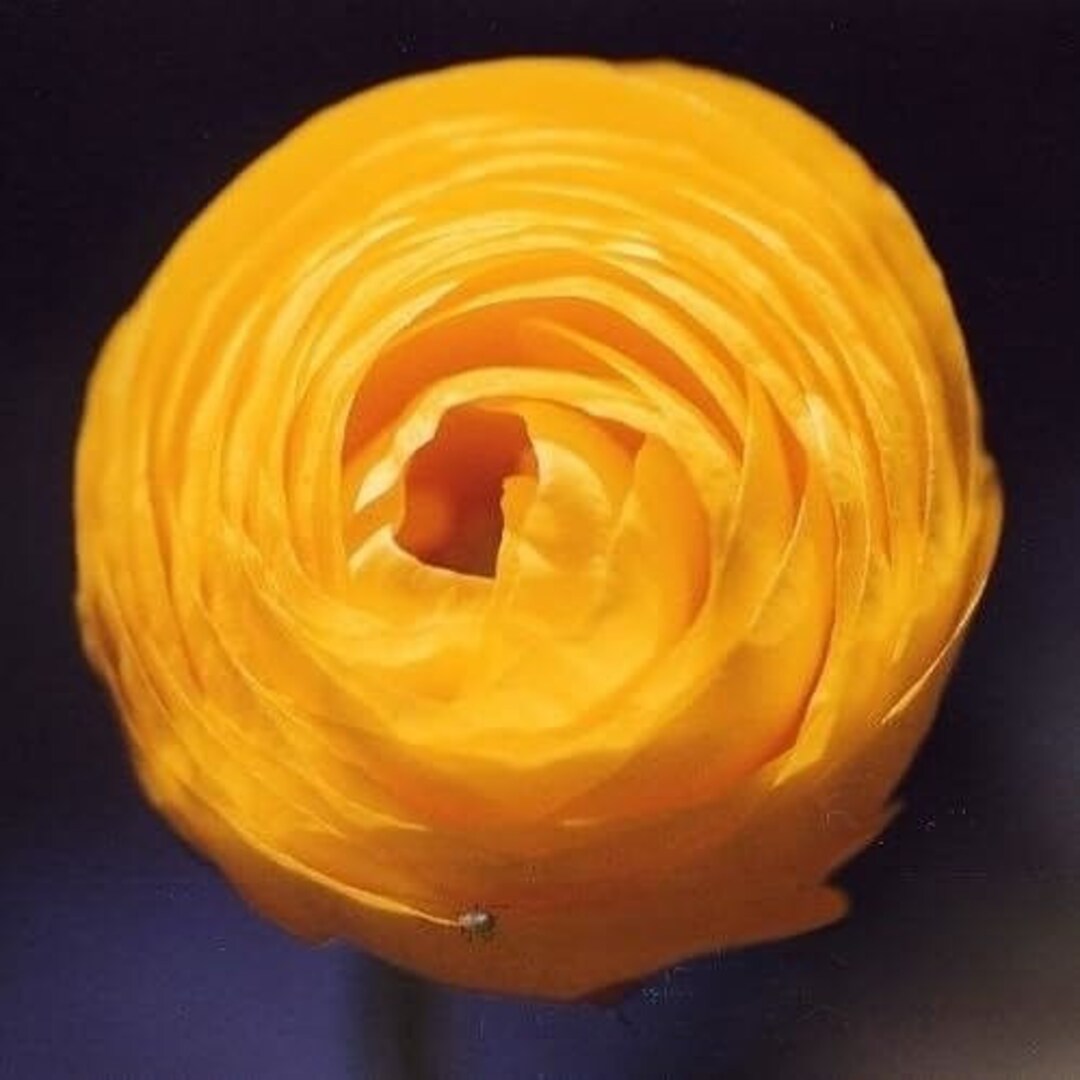 Soft Gold Ranunculus Votaniki Ranunculus Aviv Gold