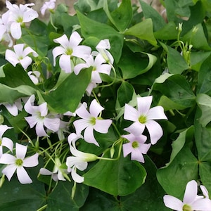 May include: A close-up of a cluster of delicate, light pink flowers with five petals each. The flowers are surrounded by lush green leaves, creating a vibrant and natural scene.
