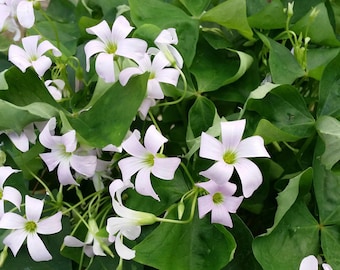 Votaniki Oxalis 'Regnelli' Bulbs – Stunning Blooms with Green Foliage for Indoor Pots and Outdoor Gardens – Easy to Grow Decorative Shamrock