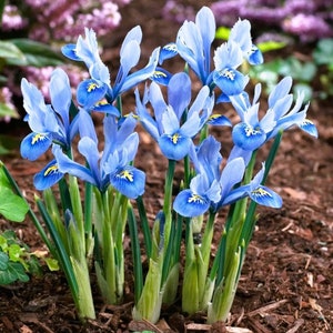 May include: A cluster of vibrant blue dwarf iris flowers with yellow accents in the center. The petals are a soft blue hue, and the green stems rise from the dark brown soil. The background features blurred pink and green foliage.