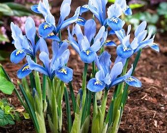 Votaniki Iris Reticulata Alida Bulbs - Long Lasting Blooms, Perennial Iris Reticulata 'Alida' | Large Flower Iris Bulbs for Planting - Easy