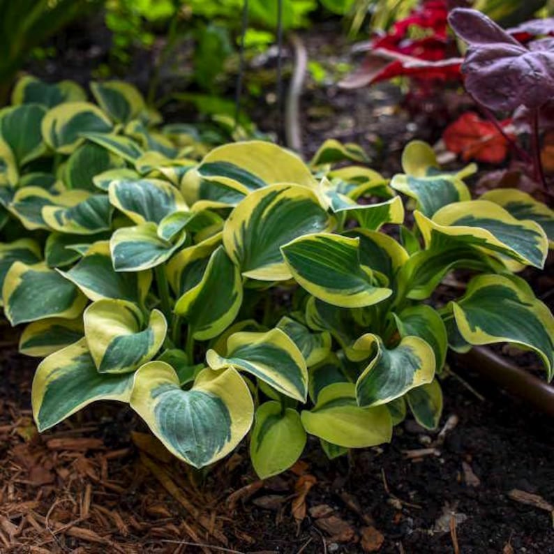 Mini Mix Hosta Votaniki Hosta Mini Mix 2 Inch Plants - Perennials, Mix Hosta Plants ...